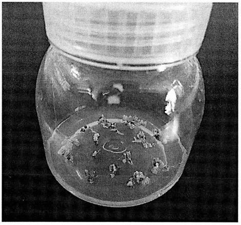 A genetic transformation method of Iris germanica