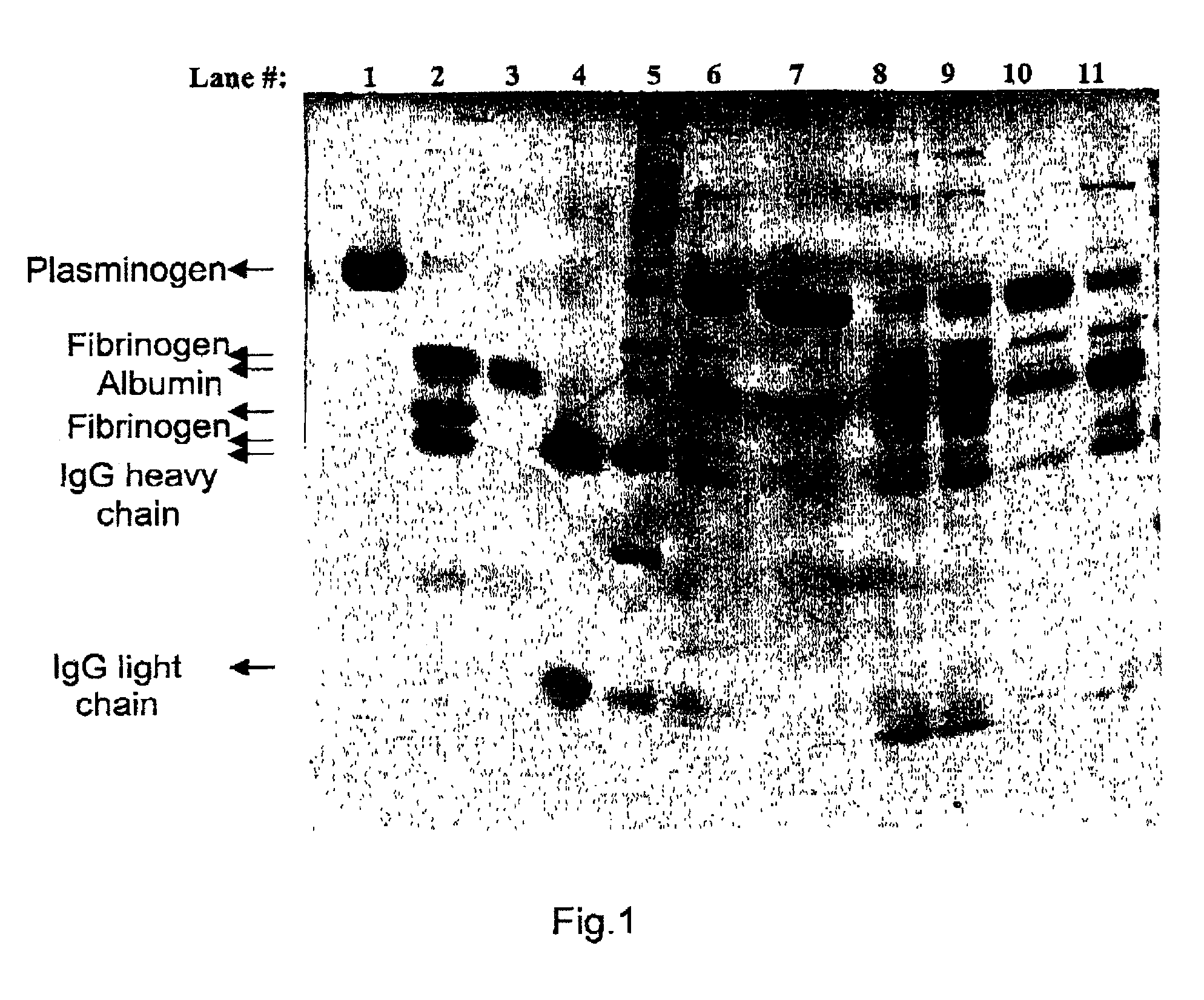 Removal of plasmin(ogen) from protein solutions