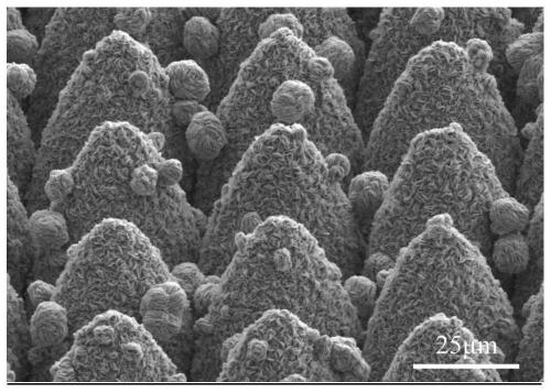 Stable superhydrophobic metal surface with three-dimensional three-stage micro-nano structure and preparation method thereof