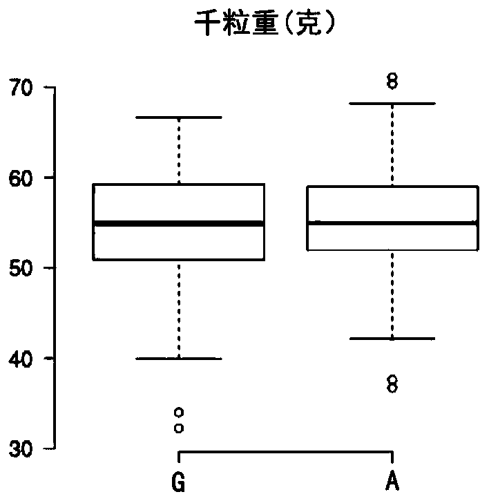 Marker for auxiliary detection of wheat high SNP (Single Nucleotide Polymorphism) and application thereof