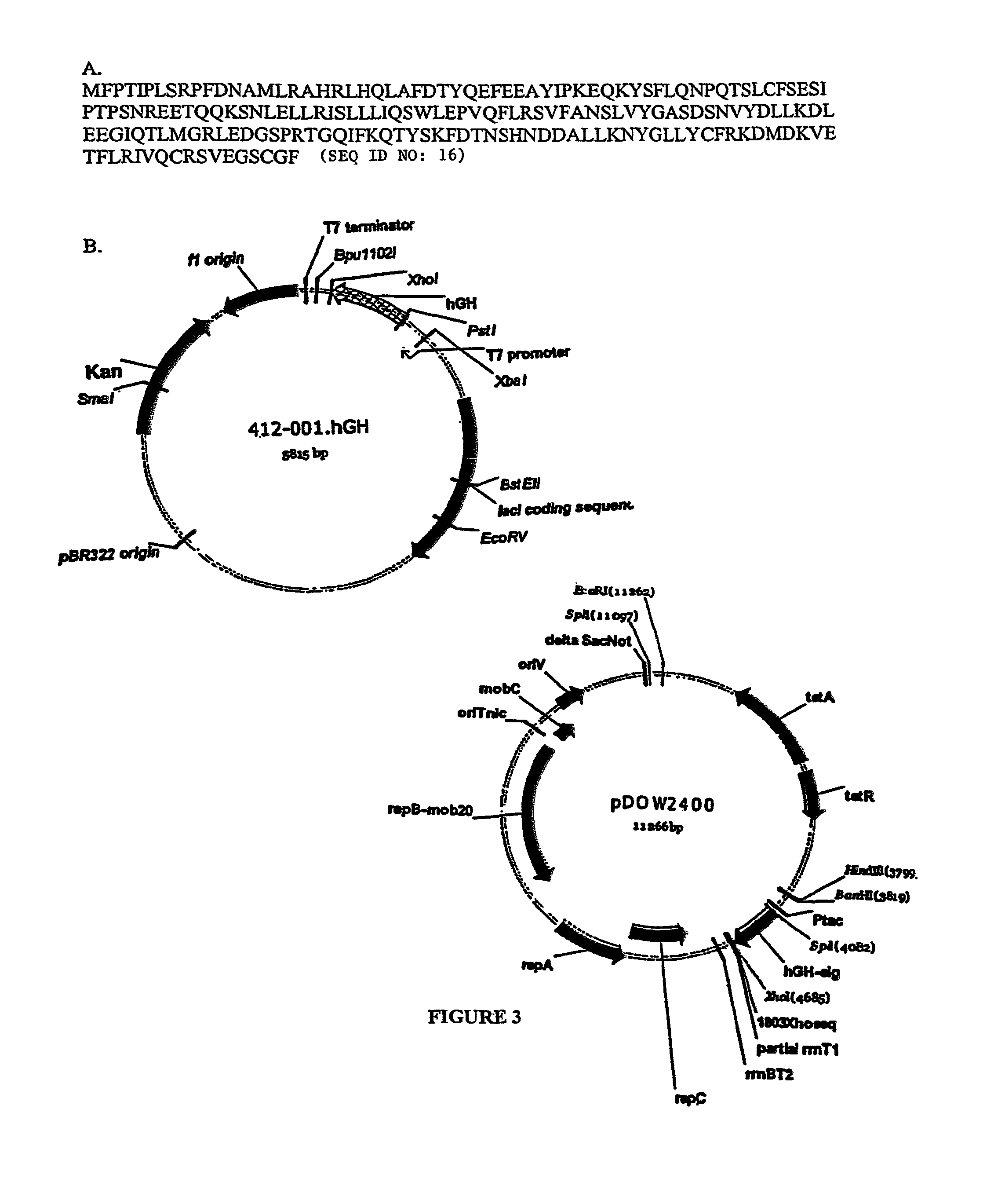 Expression of mammalian proteins in <i>Pseudomonas fluorescens </i>