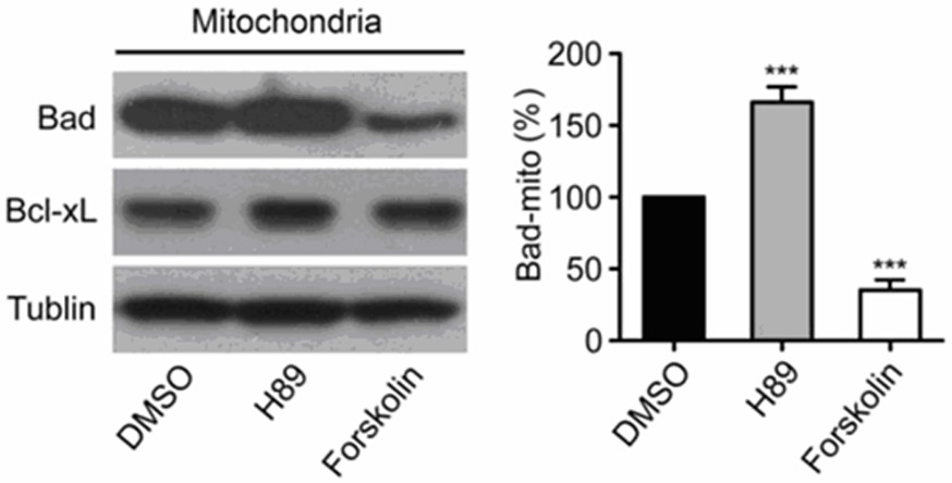 Application of protein kinase a activator in platelet preservation and platelet preservation method