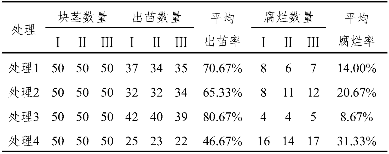 Field intensive planting method capable of realizing rapid propagation and used for polygonatum kingianum