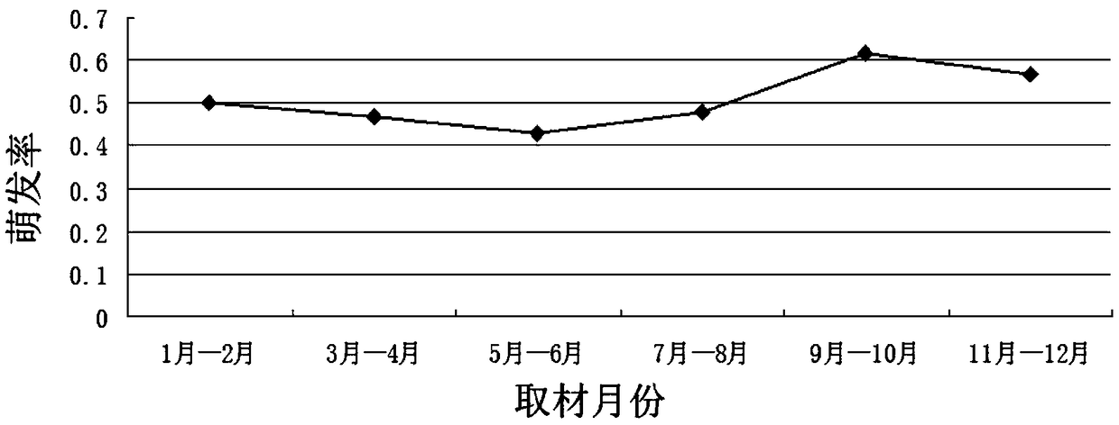 Field intensive planting method capable of realizing rapid propagation and used for polygonatum kingianum