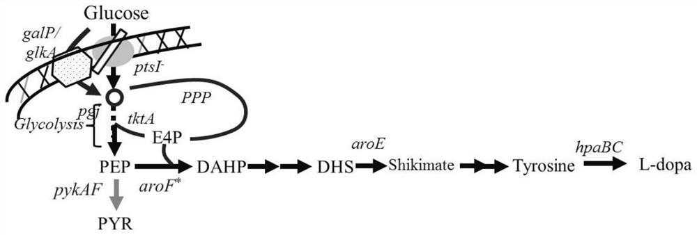 Recombinant strain of Escherichia coli producing levodopa and its construction method and application