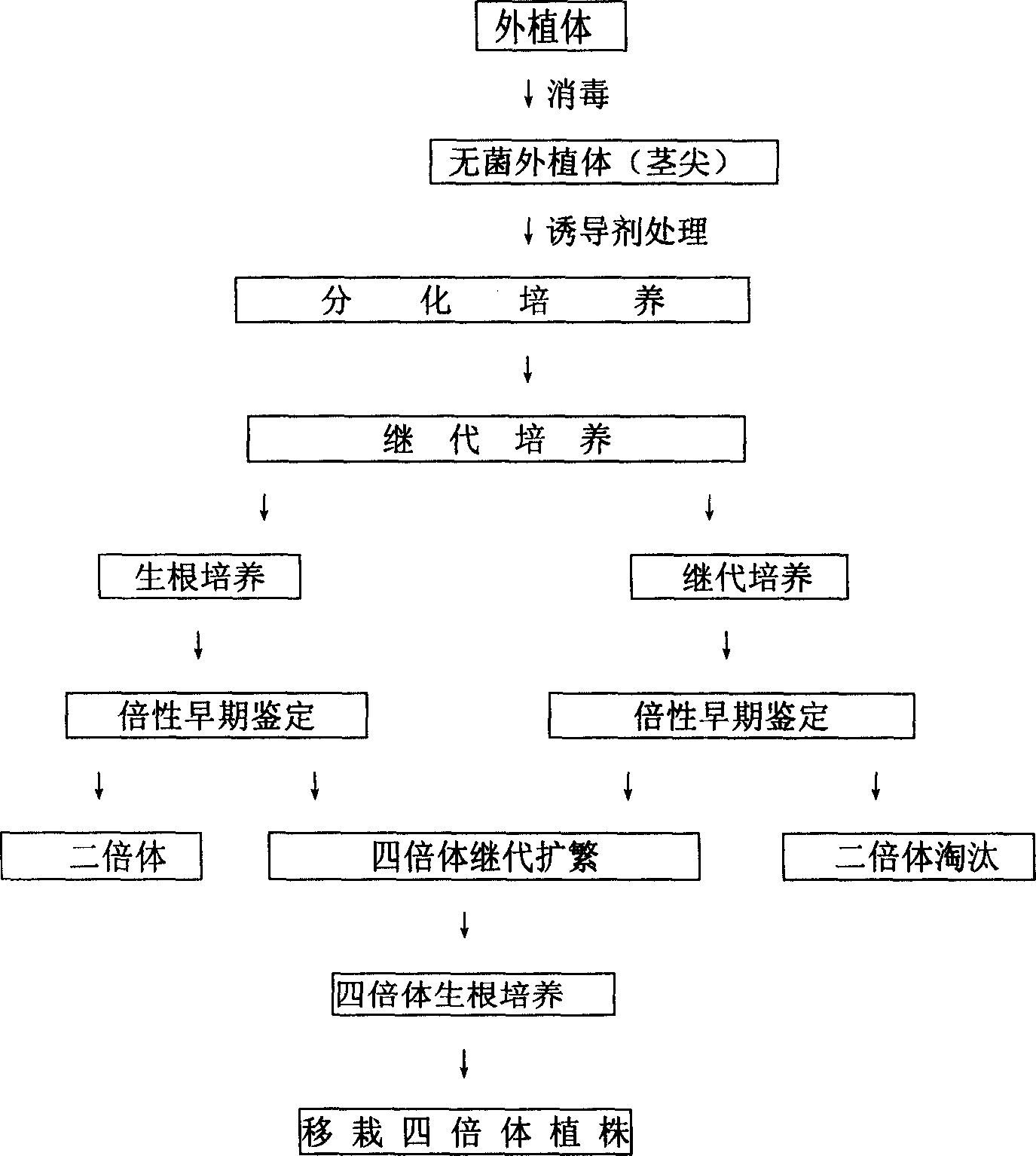 Excised mutagenesis tetraploid method of water melon and ploidy early stage certification technique