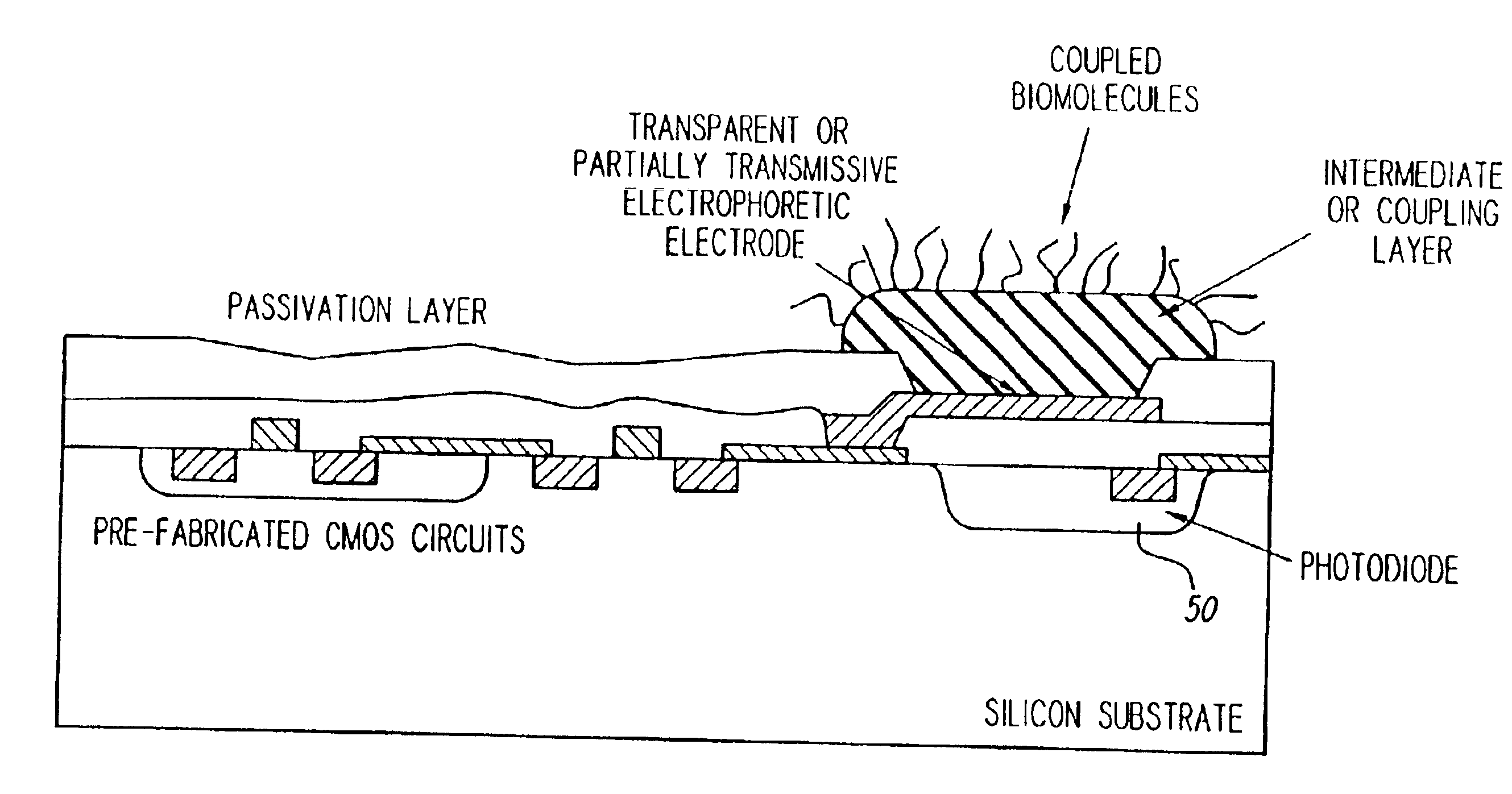 Multiplexed active biologic array