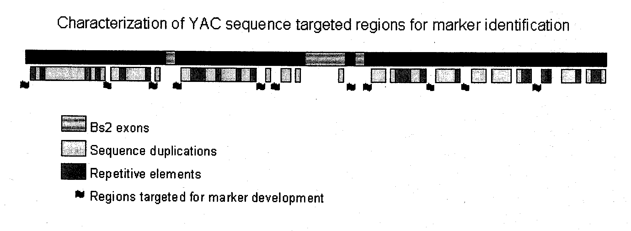 COMPOSITIONS AND METHODS FOR ASSAYING MARKERS TIGHTLY LINKED TO RESISTANCE LOCUS Bs2 OF PEPPER