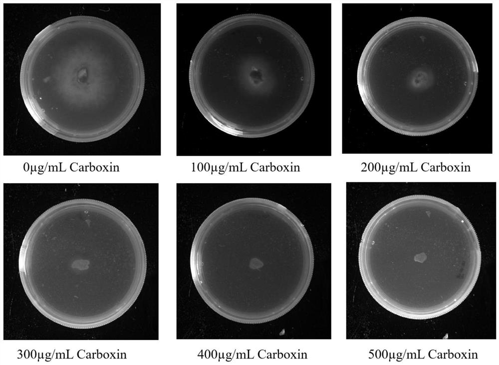 A CRISPR/CPF1 vector suitable for deep-sea fungus fs140 and its construction method and application