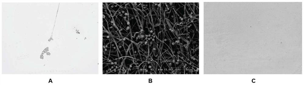 A CRISPR/CPF1 vector suitable for deep-sea fungus fs140 and its construction method and application