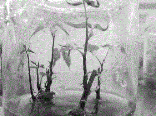 Method for culturing in vitro embryos and regenerating plants of ormosia hosiei in western Hubei province