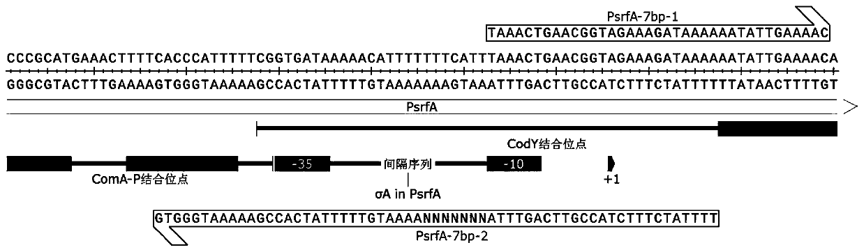 A Bacillus subtilis promoter with improved activity and its construction and application