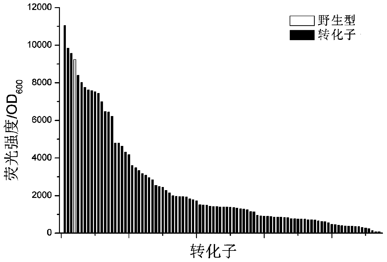 A Bacillus subtilis promoter with improved activity and its construction and application