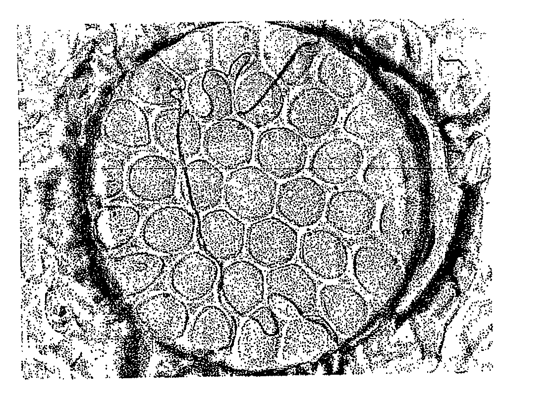 Continuous, carbon-nanotube-reinforced polymer precursors and carbon fibers