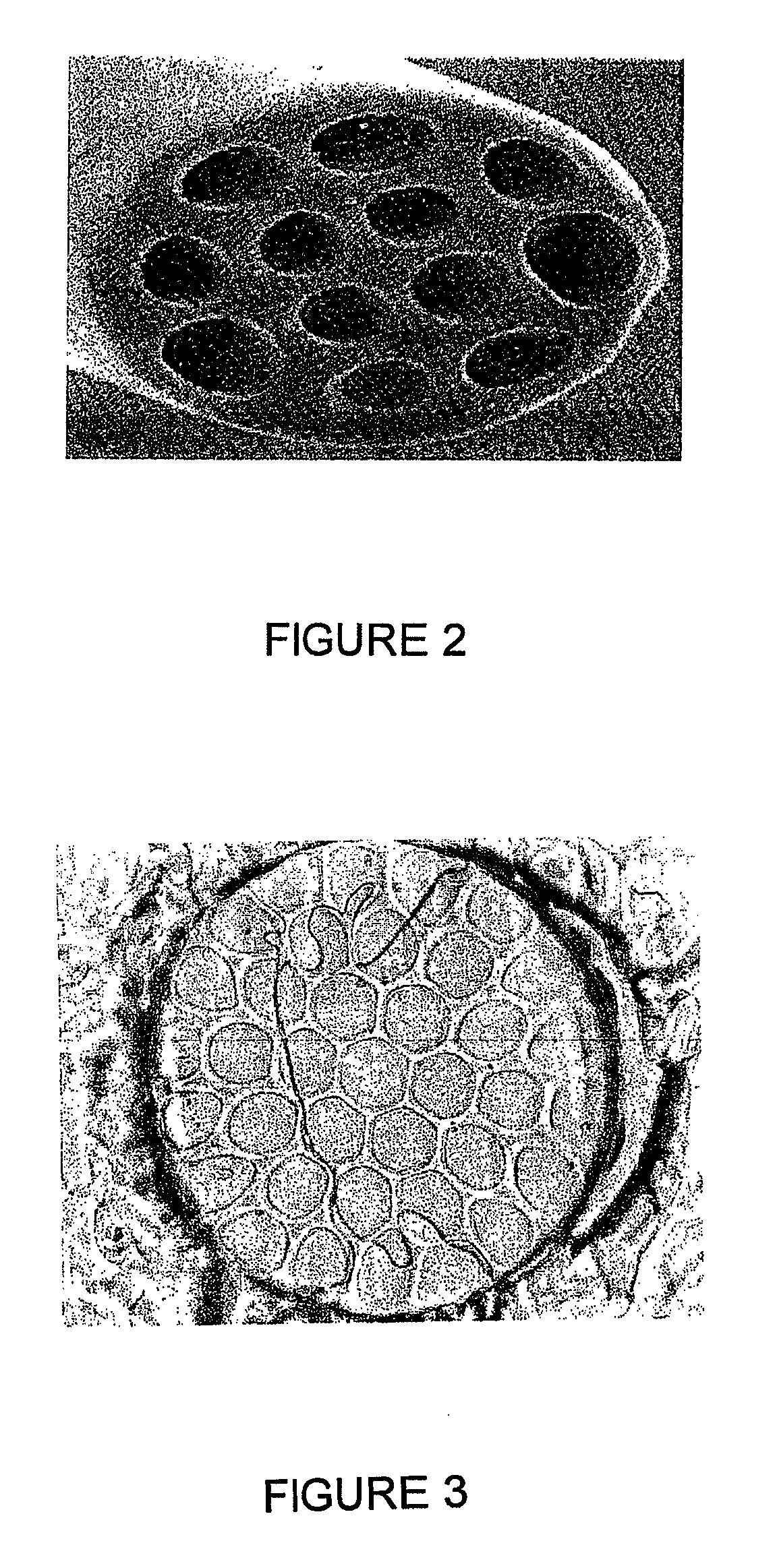 Continuous, carbon-nanotube-reinforced polymer precursors and carbon fibers