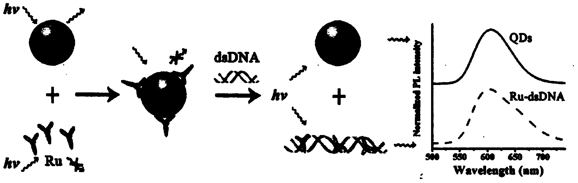 dsDNA (double-stranded deoxyribonucleic acid) high-sensitivity detection method based on monochrome fluorescence off-on switching system