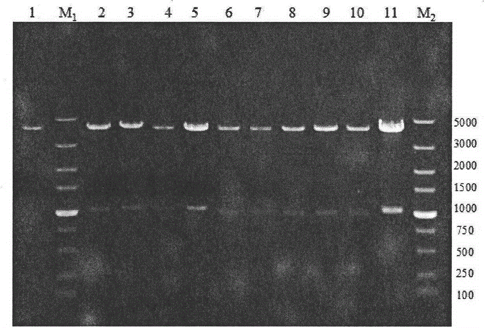 Bacillus licheniformis expression host