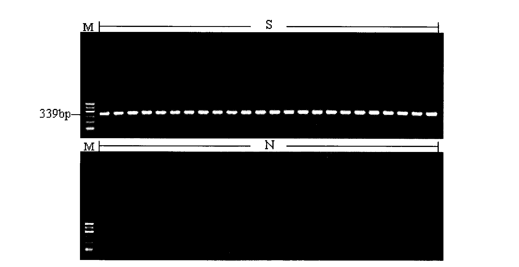 Onion cytoplasmic male sterility SCAR mark and uses thereof