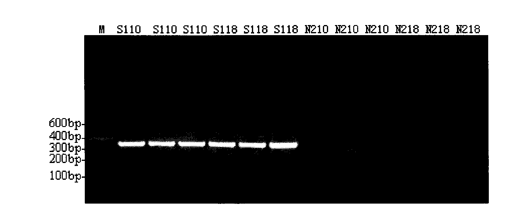 Onion cytoplasmic male sterility SCAR mark and uses thereof