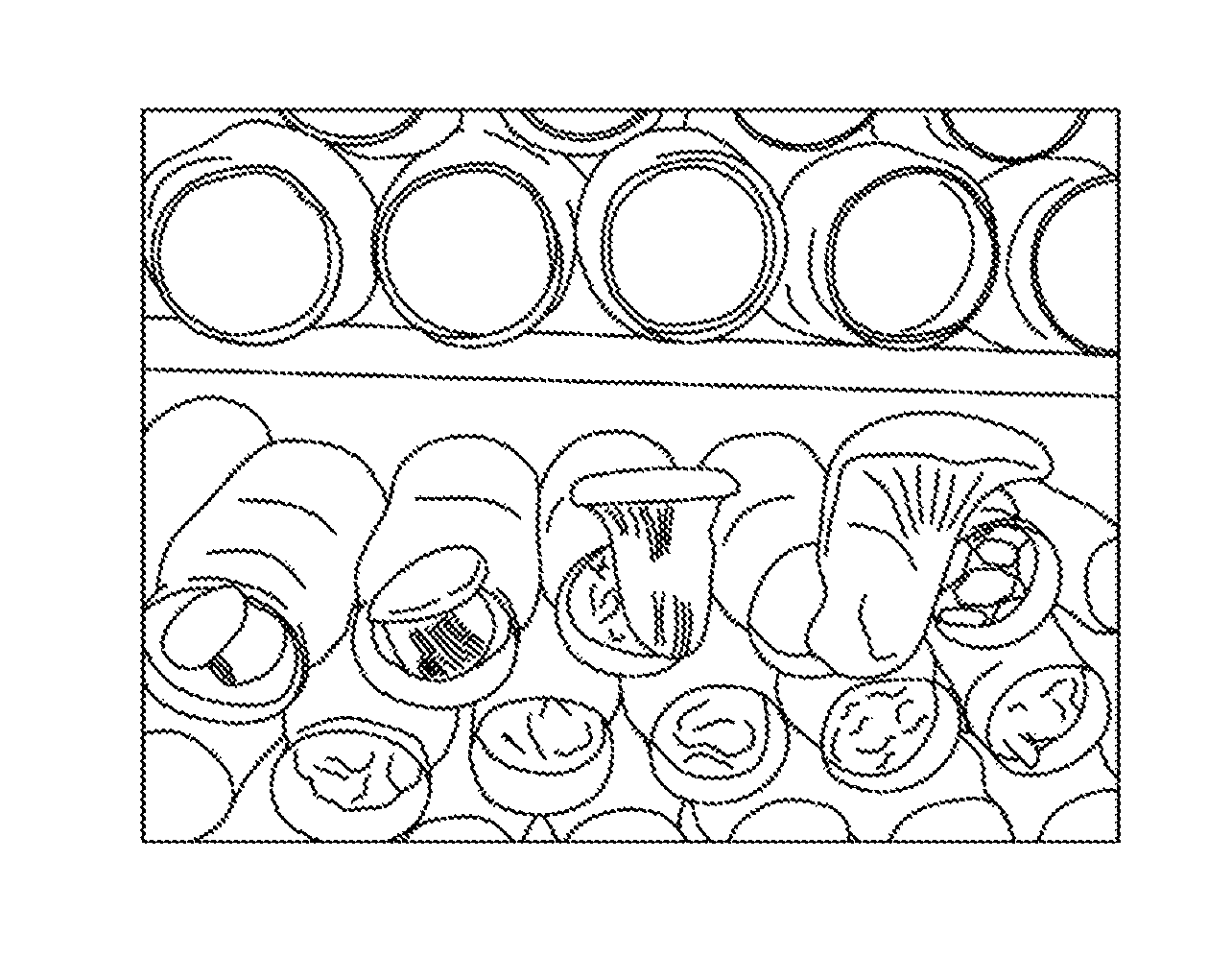 Strain of <i>Pleurotus nebrodensis </i>and method for cultivating the same