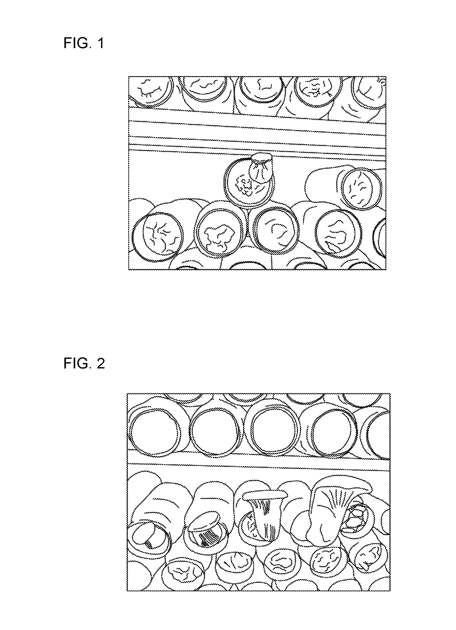 Strain of <i>Pleurotus nebrodensis </i>and method for cultivating the same