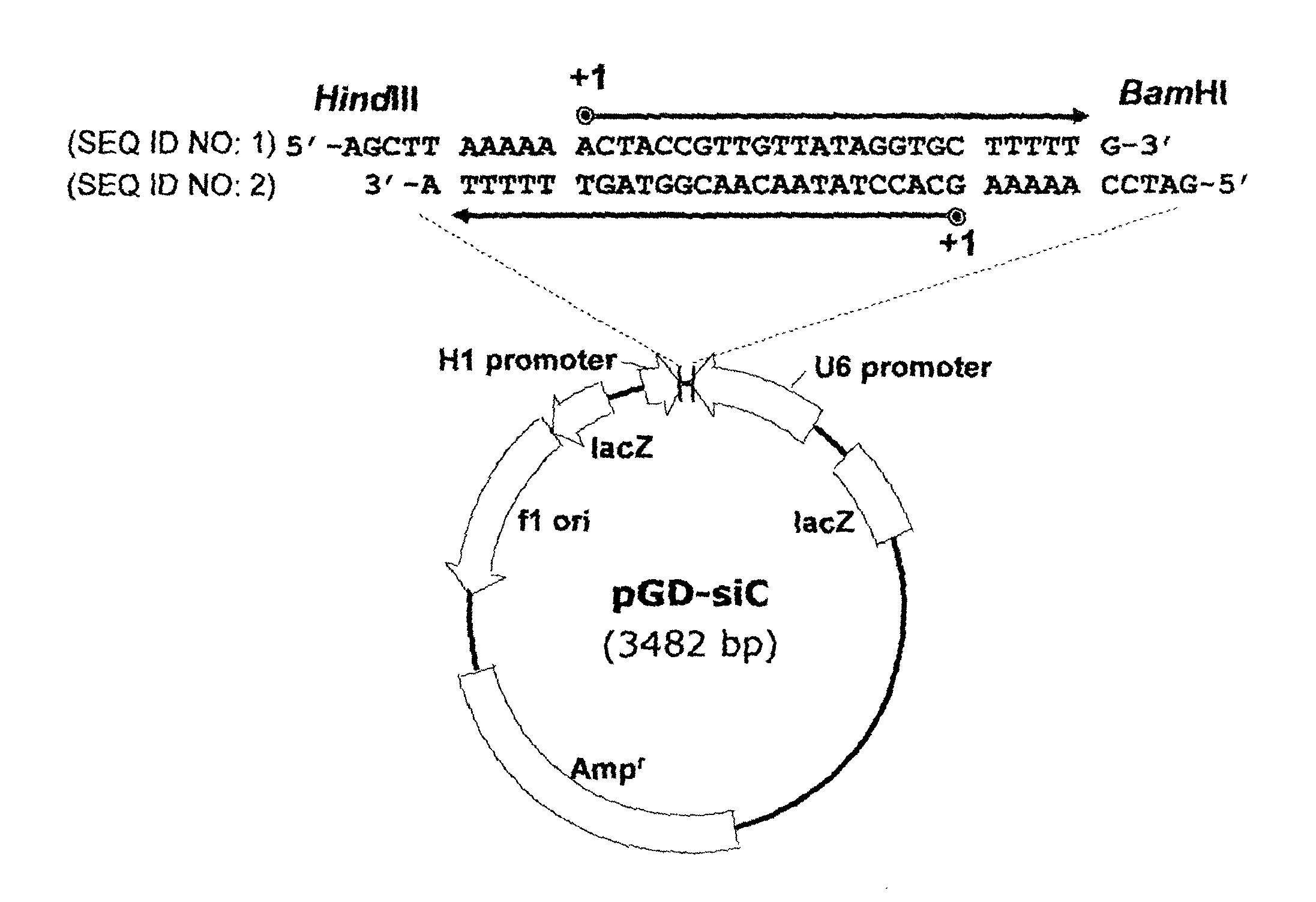 Linear double-stranded RNA molecule interfering with different target genes