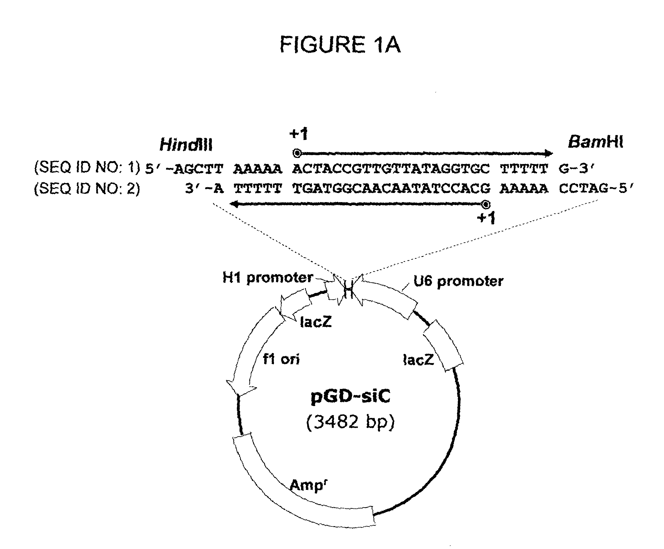 Linear double-stranded RNA molecule interfering with different target genes