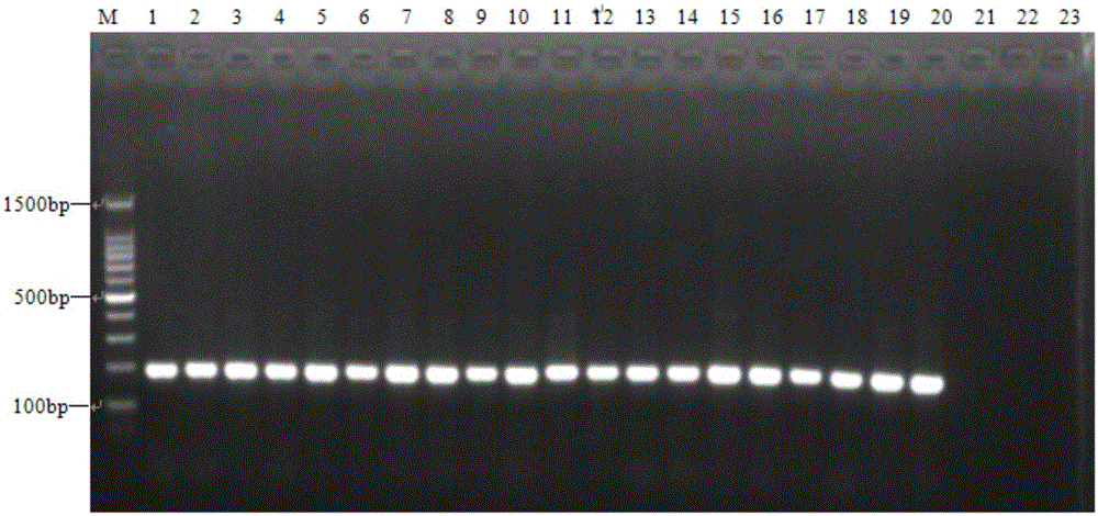 Species-specific primer pair, kit and identification method for quickly identifying Bactrocera scutellata