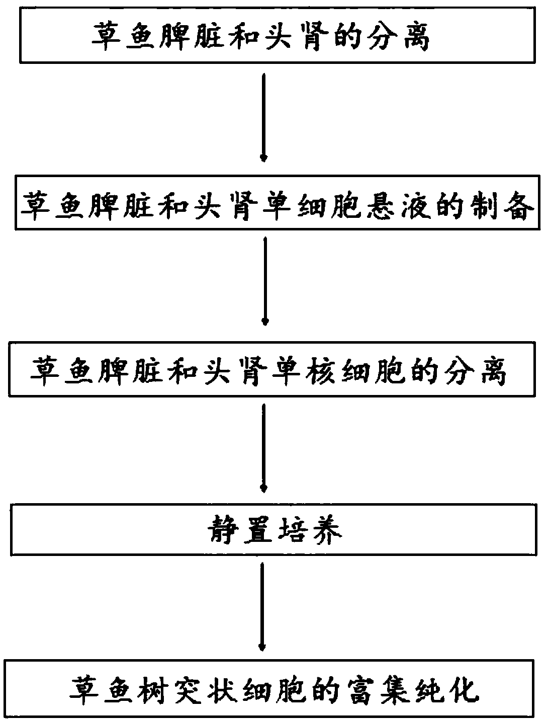 Method for separating and primary culture of grass carp dendritic cells