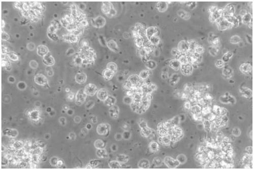 Method for separating and primary culture of grass carp dendritic cells