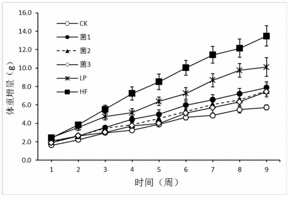 Application of thick-wall fungus probiotics to treatment and prevention of obesity and related diseases