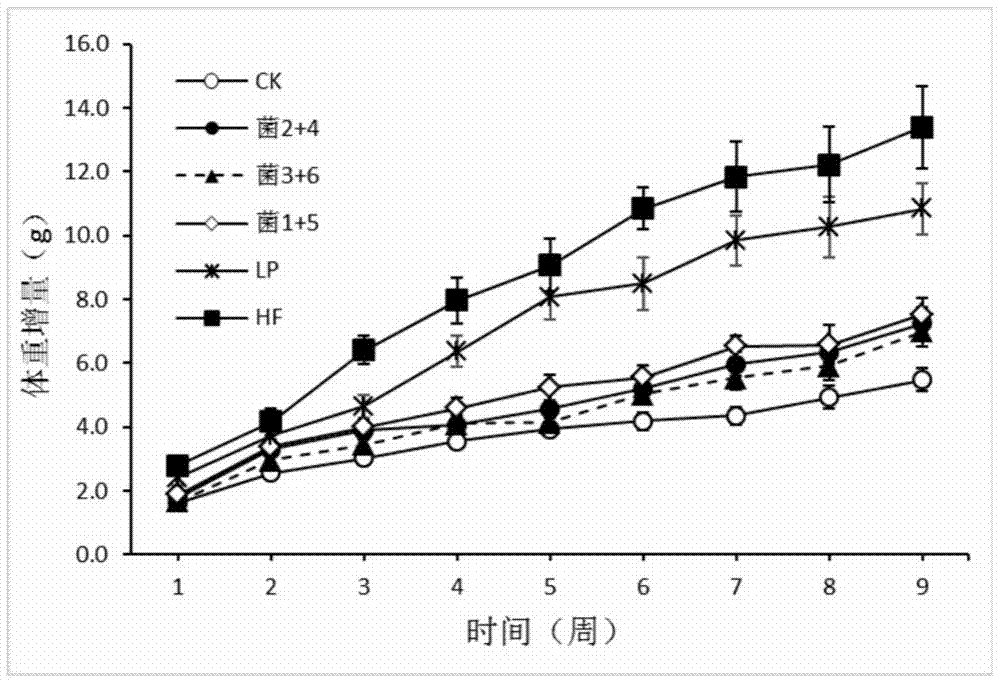 Application of thick-wall fungus probiotics to treatment and prevention of obesity and related diseases