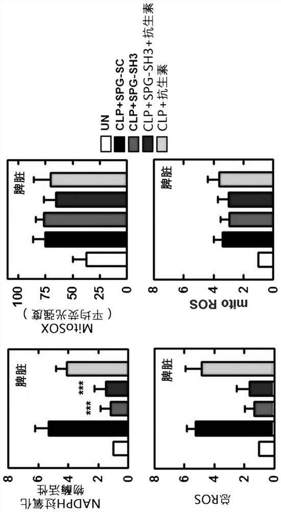 Composition, comprising beta-glucan-peptide complex and antibiotic, for prevention, alleviation, or treatment of inflammatory disease