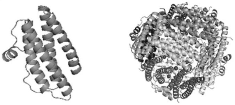 Preparation method of fusobacterium nucleatum neutrophile granulocyte activator protein