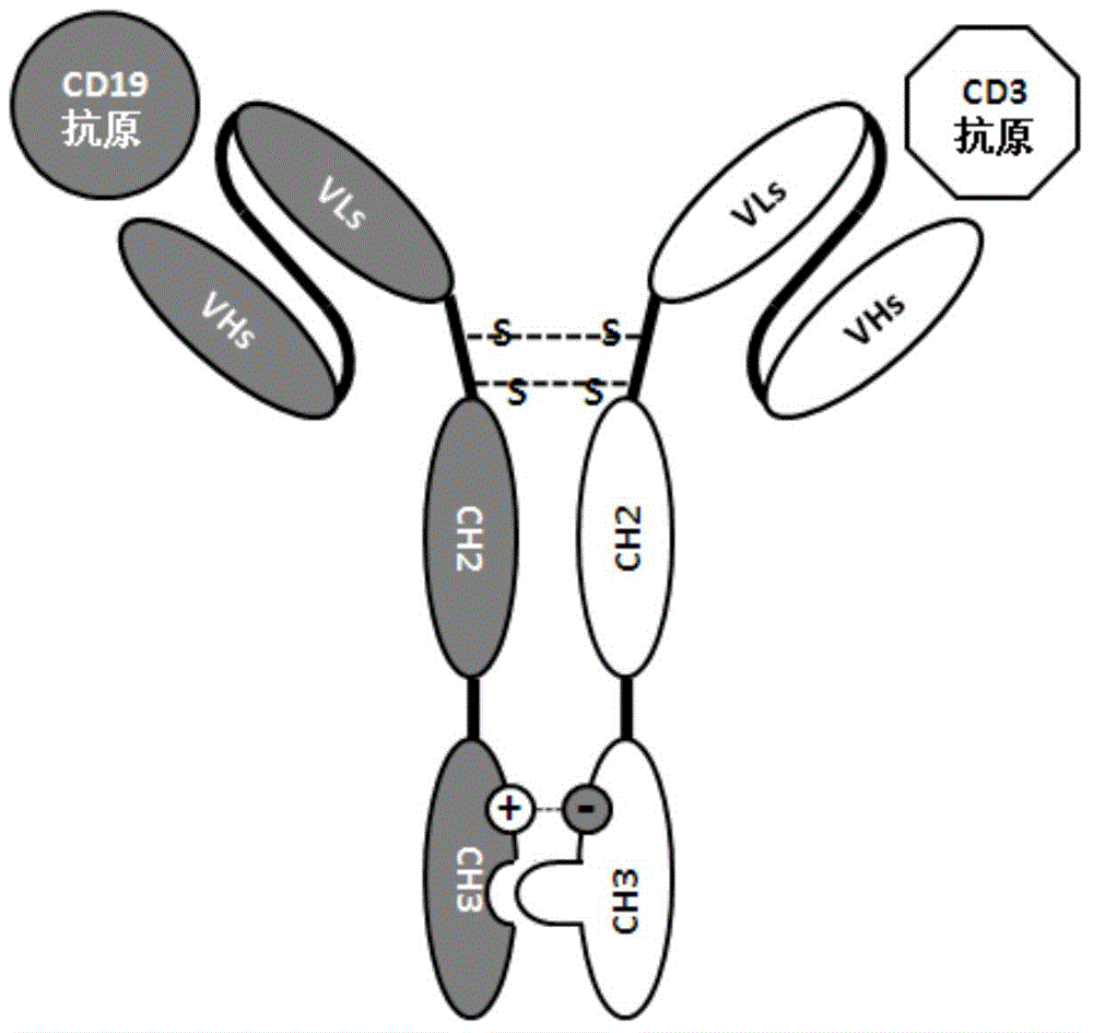 Construction and application of bispecific antibody CD19*CD3