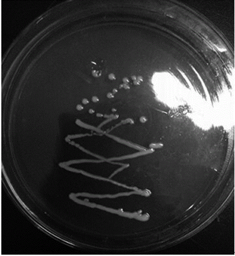 Lactobacillus plantarum SR9-3 with functions of reducing cholesterol and antioxidant activity and application thereof