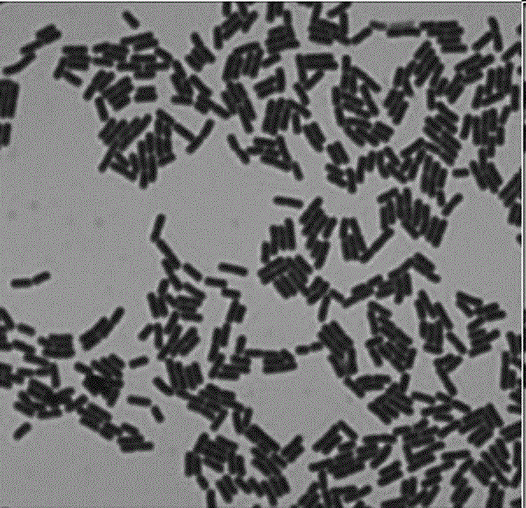 Lactobacillus plantarum SR9-3 with functions of reducing cholesterol and antioxidant activity and application thereof