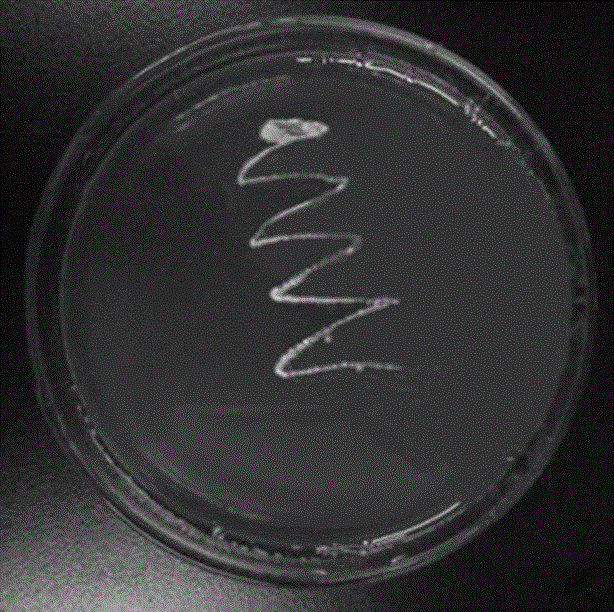 Lactobacillus plantarum SR9-3 with functions of reducing cholesterol and antioxidant activity and application thereof