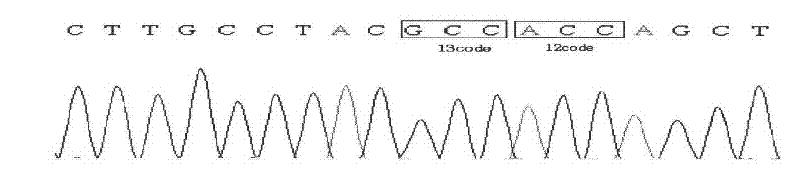 Method and kit for detecting mutation of K-ras gene