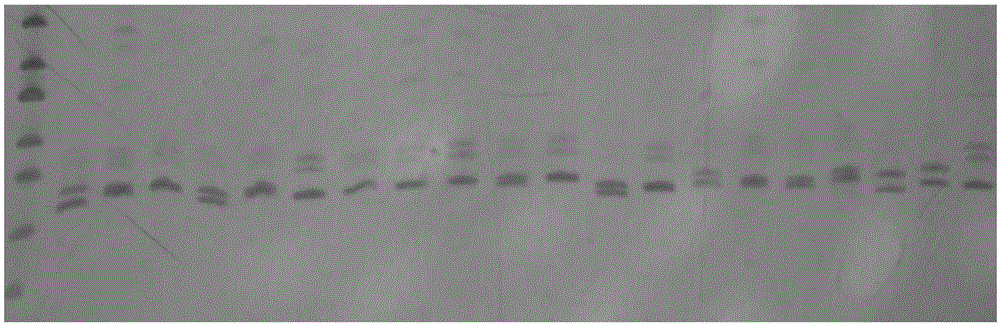 Specific primers and detection method of Castanopsis fargesii and Castanopsis carlesii microsatellite markers