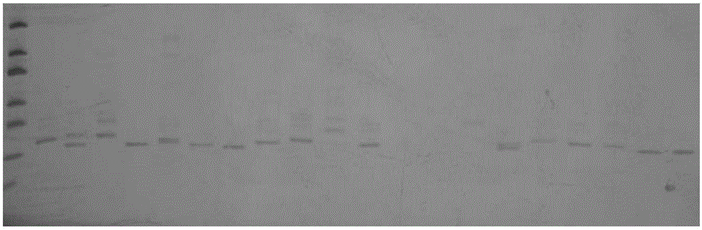 Specific primers and detection method of Castanopsis fargesii and Castanopsis carlesii microsatellite markers