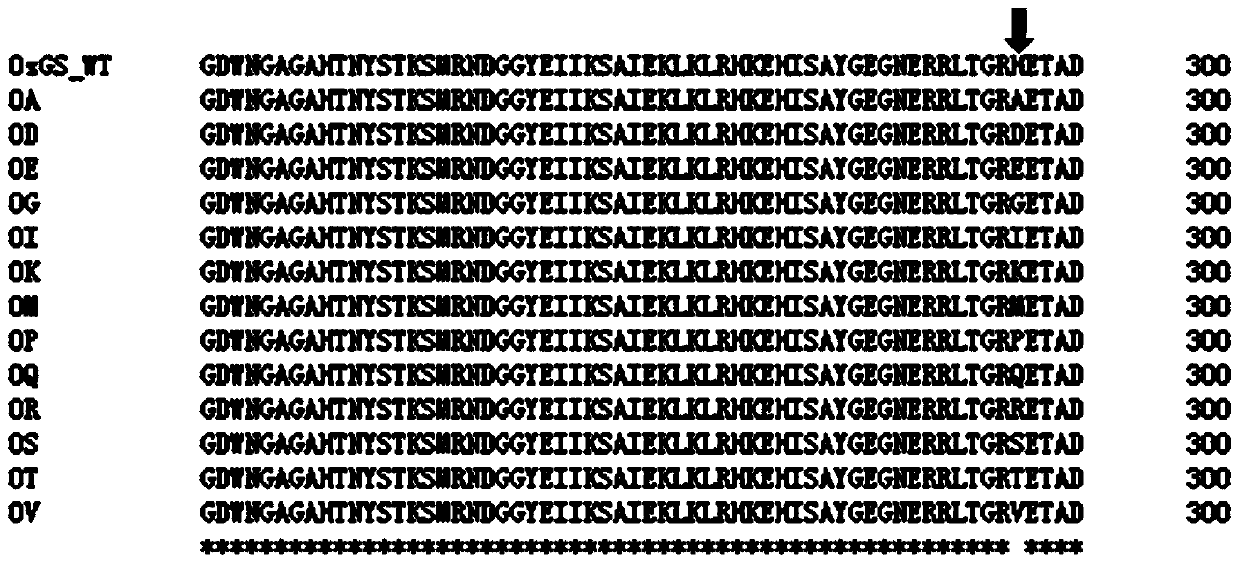 Glutamine synthetase mutant with glufosinate resistance and application and cultivation method of glutamine synthese mutant