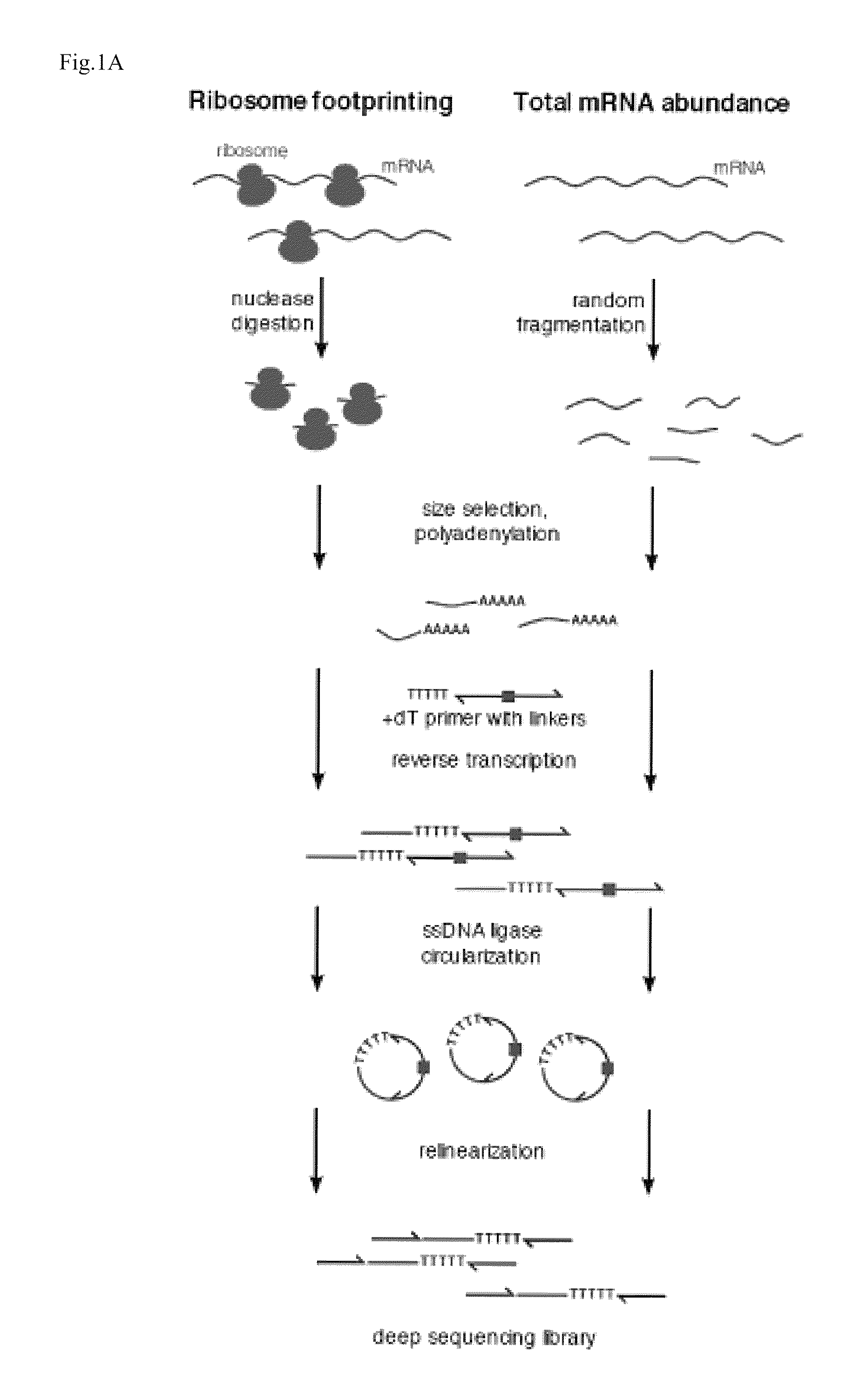 Methods for detecting modification resistant nucleic acids