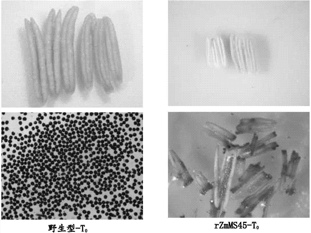 Nucleotide sequence for mediating plant male fertility and application method thereof