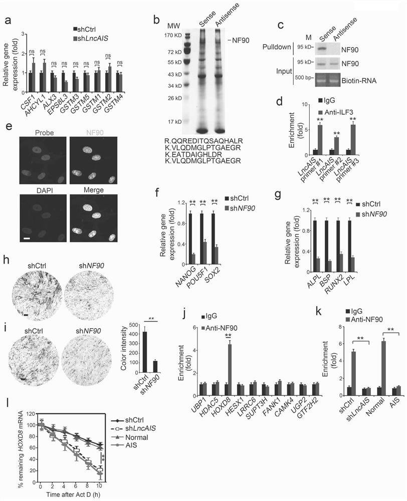 Application of nf90 in the preparation of biological agents regulating osteogenic differentiation of bone marrow mesenchymal stem cells