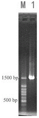 A kind of bacillus cereus bacterial strain and application