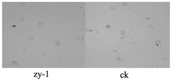 A kind of bacillus cereus bacterial strain and application