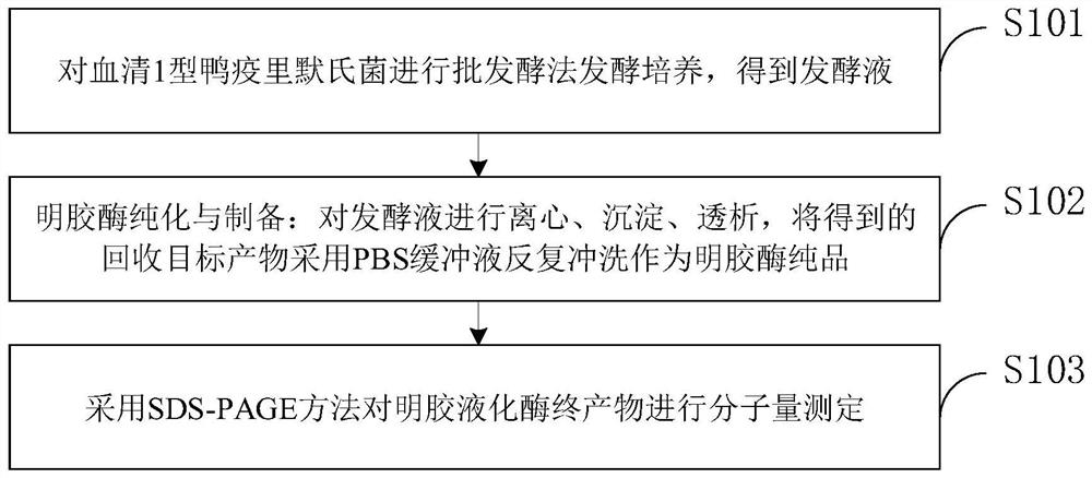 Method for increasing yield of riemerella anatipestifer gelatin liquefying enzyme through batch fermentation