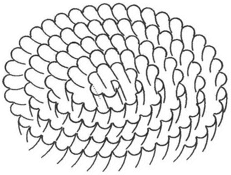 Spiral-plate corrugated structured packing