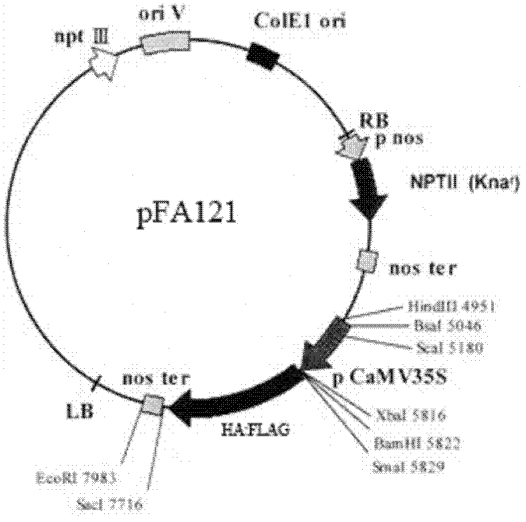 Histone demethylase gene JMJ703 for regulating rice stem height, and applications thereof